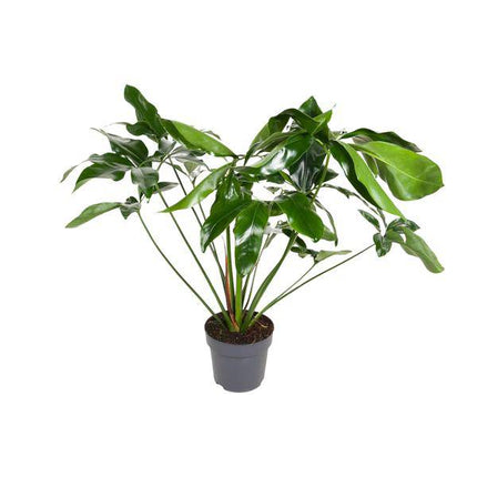 Baumfreund Philodendron Green Wonder – Ø24cm – ↕100cm – Pflegeleichte Zimmerpflanze mit großen herzförmigen Blättern – Tropische Grünpflanze für Wohnzimmer, Büro & Wintergarten