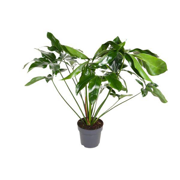 Baumfreund Philodendron Green Wonder – Ø24cm – ↕100cm – Pflegeleichte Zimmerpflanze mit großen herzförmigen Blättern – Tropische Grünpflanze für Wohnzimmer, Büro & Wintergarten