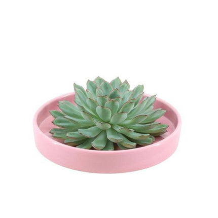Sukkulente – Echeveria pulidonis ROOTLESS – Ø20cm Schale Rosa – Zimmerpflanze ohne Wurzeln – Pflegeleichte Schnitt-Sukkulente als Tischdeko & Geschenk