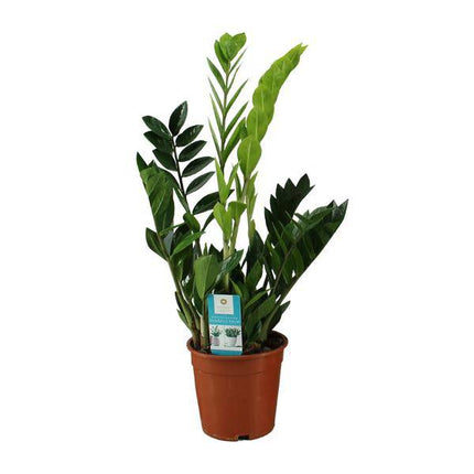 Glücksfeder – Zamioculcas zamiifolia – Zimmerpflanze – Ø17cm – ↕65cm – Pflegeleichte Grünpflanze für Innenräume – Robuste & dekorative Blattschmuckpflanze