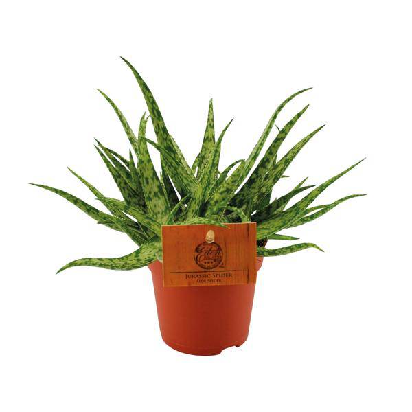 Sukkulente – Aloe Spider – Zimmerpflanze – Ø10,5cm – ↕15cm – Pflegeleichte Grünpflanze mit dekorativen stacheligen Blättern – Ideal für sonnige Standorte