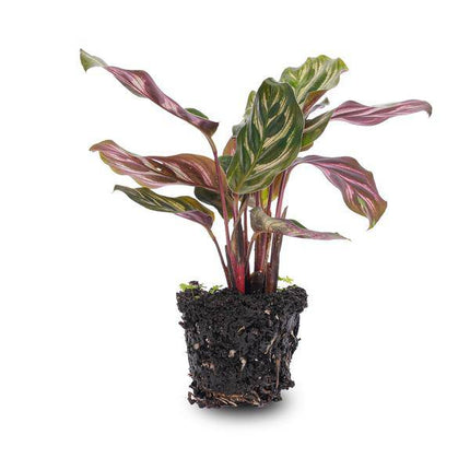Calathea Makoyana Zimmerpflanze – pflegeleichte Grünpflanze für Wohnzimmer, Büro & helle Standorte kaufen