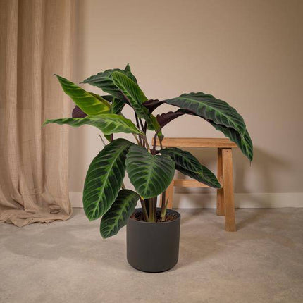 Calathea Warscewiczii – Pfauenpflanze – Ø19cm x H70cm – Samtige Zimmerpflanze mit gemusterten Blättern – Für schattige Standorte – Pflegeleicht – Direkt aus der Gärtnerei
