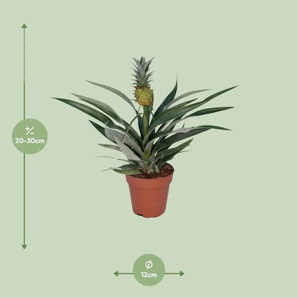 Ananaspflanze – Bromelia Ananas – tropische Zimmerpflanze – Ø12cm – ca. 30cm hoch – pflegeleicht & dekorativ