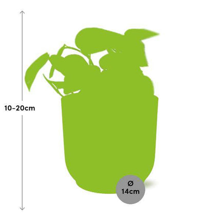 Efeutute Scindapsus Pictus Trebie – Zimmerpflanze Ø12cm inkl. Ziertopf Vibes Fold Rosa Ø14cm – Pflegeleichte rankende Grünpflanze – Luftreinigende Hängepflanze für Wohnzimmer, Büro & Schlafzimmer