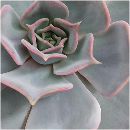 Sukkulente – Echeveria lilacina ROOTLESS – Ø20cm Wanddeko-Ring Schwarz – Zimmerpflanze ohne Wurzeln – Pflegeleichte Schnitt-Sukkulente als Wanddekoration & Tischdeko