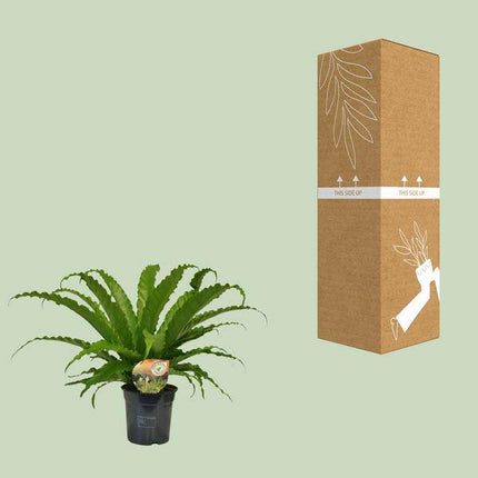 Nestfarn – Asplenium Osaka – Zimmerpflanze – Ø17cm – ↕40cm – pflegeleichte Farnpflanze mit eleganten Wedeln – tropische Grünpflanze für Innenräume