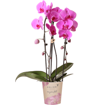 Rosa Phalaenopsis Orchidee – Niagara Fall – Ø12cm – Höhe 55–60cm – Blühende Zimmerpflanze mit großen rosa Blüten – Elegante Orchidee als Geschenk & Deko – Direkt aus der Gärtnerei