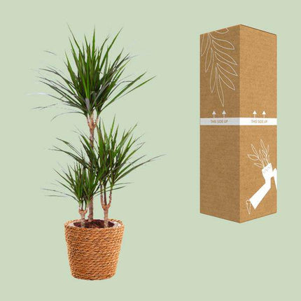 Drachenbaum – Dracaena Marginata – Zimmerpflanze – Ø21cm – ↕95cm Höhe – Pflegeleichte exotische Grünpflanze für Zuhause & Büro