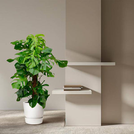 Monstera Deliciosa – Köstliches Fensterblatt – Zimmerpflanze 150cm – Ø27cm – Tropische XXL-Pflanze mit großen grünen Blättern – Dekorative Kübelpflanze für Wohnzimmer & Büro – Pflegeleicht
