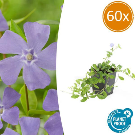 Vinca minor – 60 Pflanzen – Kleines Immergrün – Bodendecker – Blühend Blau – Sonne & Schatten – Pflegeleicht – Gartenpflanze