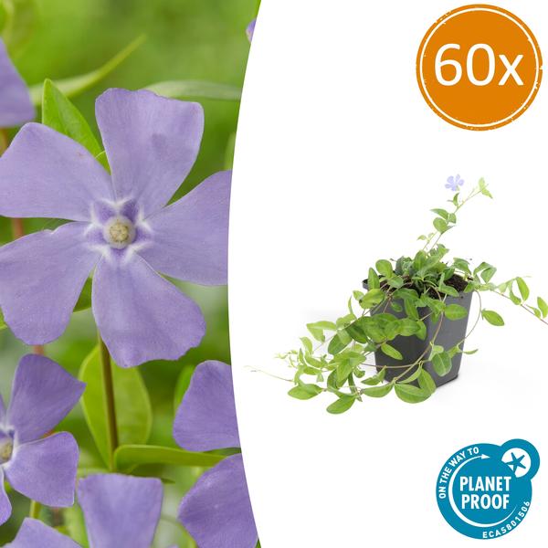 Vinca minor – 60 Pflanzen – Kleines Immergrün – Bodendecker – Blühend Blau – Sonne & Schatten – Pflegeleicht – Gartenpflanze