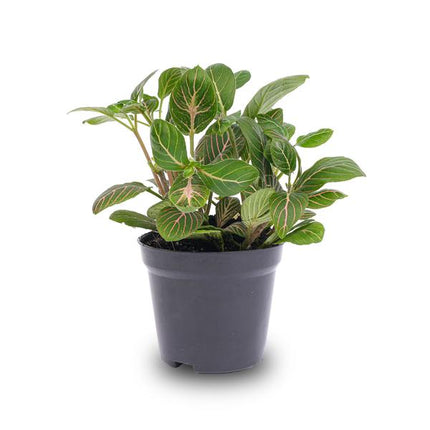 Fittonia Joly Josan – Mosaikpflanze – Zimmerpflanze – Terrarienpflanze – Tropische Pflanze mit roten & grünen Blättern – Ø8,5cm