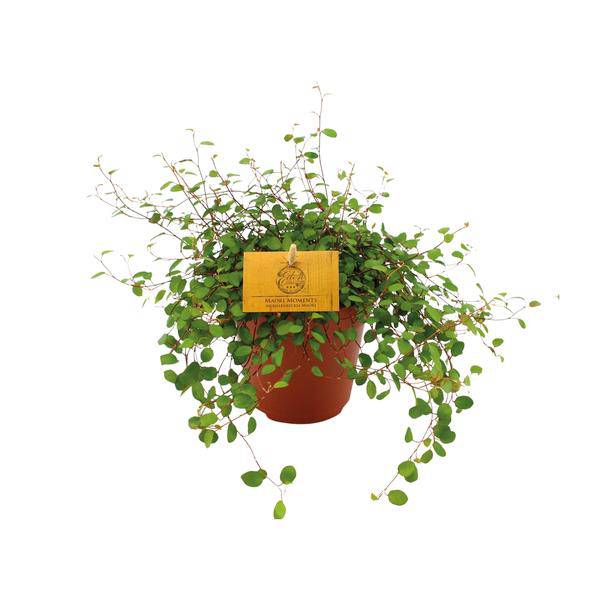 Drahtstrauch – Muehlenbeckia Maori – Zimmerpflanze – Ø12cm – ↕20cm – Kettenrebe mit feinen Ranken & herzförmigen Blättern – Pflegeleicht & dekorativ