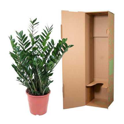 Glücksfeder – Zamioculcas Zamiifolia – Zimmerpflanze – Ø27cm – ↕100cm – Pflegeleicht & Stilvoll – Für Zuhause & Büro