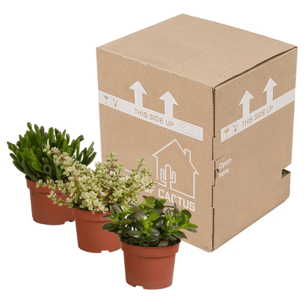 Sukkulenten – Crassula Mix – 3 Pflanzen – Ø10,5cm – pflegeleichte Zimmerpflanzen – robuste Minibäume für Zuhause & Büro