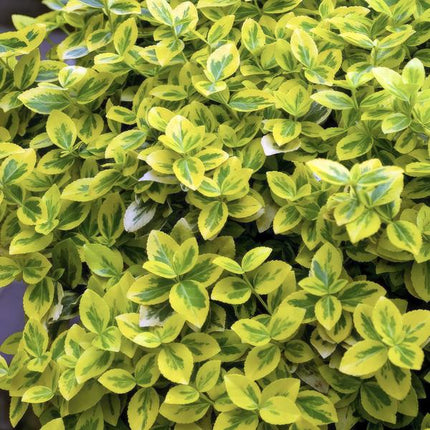 Spindelstrauch Euonymus fortunei 'Emerald 'n Gold' – 6 Pflanzen – ↕10-25cm – Ø9cm – Immergrün, gelb – grünes Laub – Hecke, Beet & Solitär