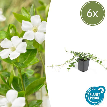 Immergrün – Vinca minor 'Alba' – ↕10-25cm – Ø9cm – 6 Pflanzen – Bodendecker mit weißen Blüten – Pflegeleicht & sonnig/schattig