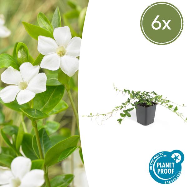 Immergrün – Vinca minor 'Alba' – ↕10-25cm – Ø9cm – 6 Pflanzen – Bodendecker mit weißen Blüten – Pflegeleicht & sonnig/schattig