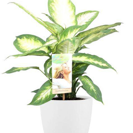 Dieffenbachia Camilla – Dieffenbachie – Zimmerpflanze – Ø17cm – ↕45cm – Inkl. Topf Brüssel Weiß Ø18x17cm - Krankheitsresistent