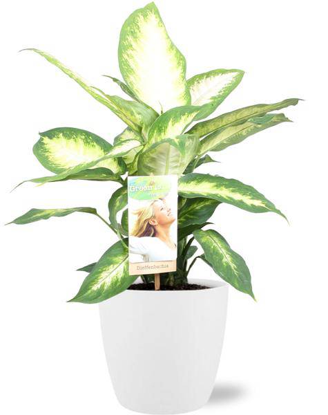 Dieffenbachia Camilla – Dieffenbachie – Zimmerpflanze – Ø17cm – ↕45cm – Inkl. Topf Brüssel Weiß Ø18x17cm - Krankheitsresistent