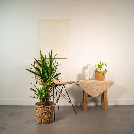 Palmlilie Yucca – Robuste Zimmerpflanze – Ø17cm – Höhe 90cm – Luftreinigend & Pflegeleicht – Perfekt für helle Standorte