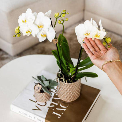 Diamant Perle Dekotopf – Sand – Ø9cm – Moderner Blumentopf in Steinoptik – Eleganter Dekotopf für Zimmerpflanzen, Sukkulenten & Kakteen – Stilvolles Wohnaccessoire