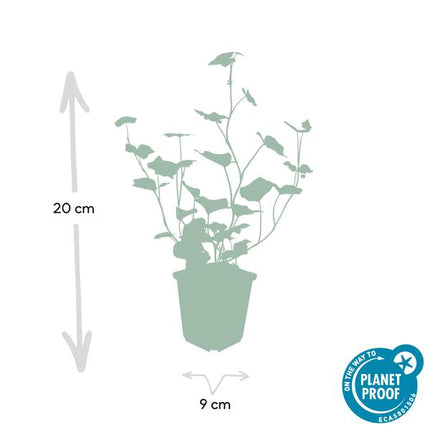 Hedera hibernica – Großblättriger Irischer Efeu – Ø9cm – ↕10-25cm – 12 Pflanzen – Vielseitiger Kletter – & Bodendecker