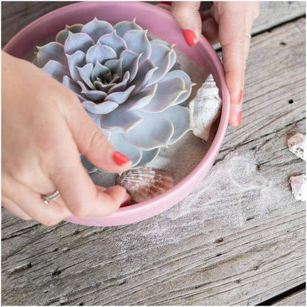 Sukkulente – Echeveria lilacina ROOTLESS – Ø20cm Schale „Rosa“ – Zimmerpflanze ohne Wurzeln – Pflegeleichte Schnitt-Sukkulente als Tischdeko & Geschenkidee