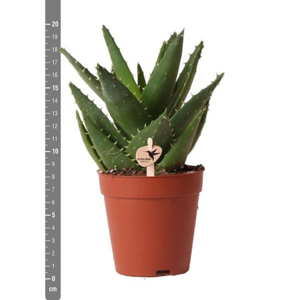 Sukkulente Aloe Brevifolia – Grüne, Stachelige Zimmerpflanze – Ø9cm – Pflegeleicht & Robust – Ideal für helle Standorte ohne direkte Sonne
