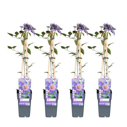 Waldrebe – Clematis 'Multi Blue' – Ø15cm – ca. 65cm hoch – Winterharte großblütige Kletterpflanze mit violettblauen Blüten – Zweimalblühend für Garten, Pergola & Zaun