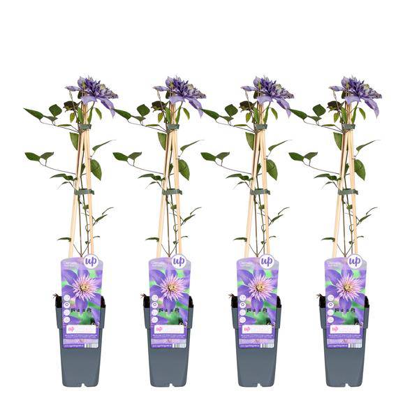 Waldrebe – Clematis 'Multi Blue' – Ø15cm – ca. 65cm hoch – Winterharte großblütige Kletterpflanze mit violettblauen Blüten – Zweimalblühend für Garten, Pergola & Zaun