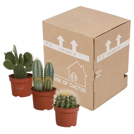 Kakteen Mix – 3 Pflanzen– Ø10,5cm Zimmerpflanzen – Verschiedene Kakteen im Mix – Pflegeleichte Sukkulenten für Fensterbank, Büro & Wohnzimmer