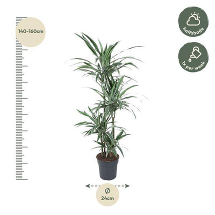 Drachenbaum – Dracaena Warneckei 150cm – Ø24cm – Zimmerpflanze mit weiß-grün gestreiften Blättern – Pflegeleichte Grünpflanze für Wohnzimmer, Büro & Wintergarten