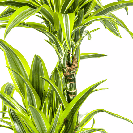 Drachenbaum Dracaena Deremensis Lemon Lime – Ø24cm – ↕130-150cm – Exotische Zimmerpflanze mit grün – gelben Blättern – Pflegeleicht & luftreinigend