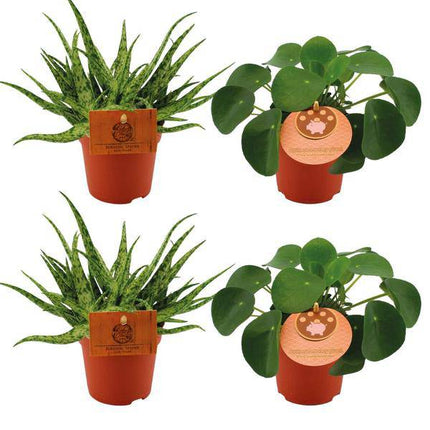 Aloe Spider + Pilea Peperomioides – 4 Zimmerpflanzen im Set – Ø10.5cm – ↕10cm – Pflegeleichte Grünpflanzen & Sukkulenten – Dekorativ für Wohnzimmer, Fensterbank & Büro