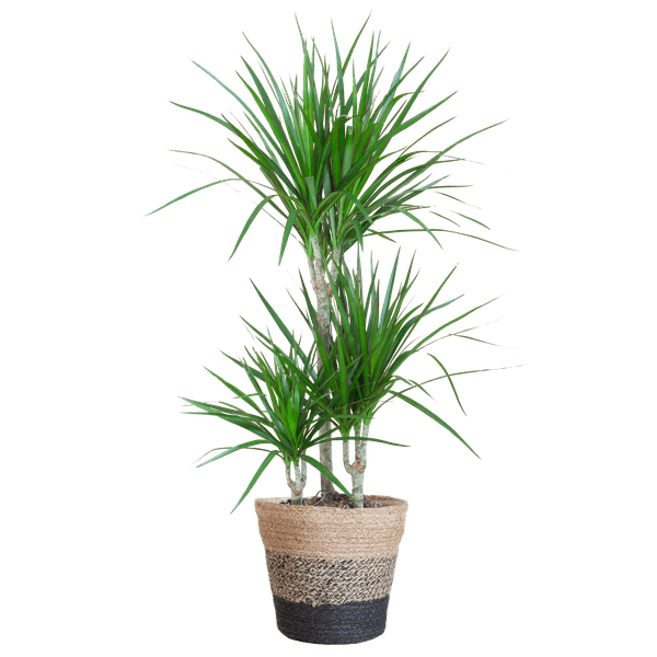Dracaena Marginata – Drachenbaum – Zimmerpflanze ca. 95cm – ø21cm – inkl. Pflanzenkorb Lissabon Schwarz – Pflegeleichte Grünpflanze im Jute-Korb für Wohnzimmer & Büro