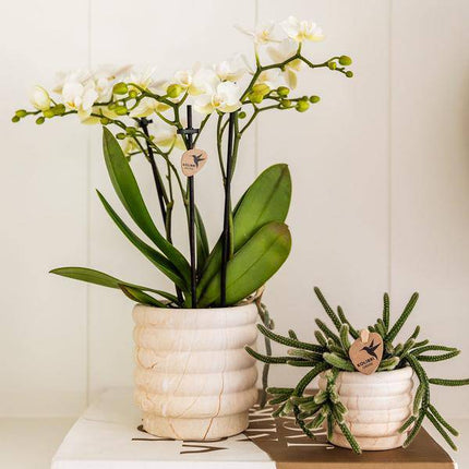 Dekotopf Marmor – Hell – Ø9cm – Keramik Blumentopf in Marmoroptik – Zeitloses Design – Für Zimmerpflanzen, Orchideen & Sukkulenten