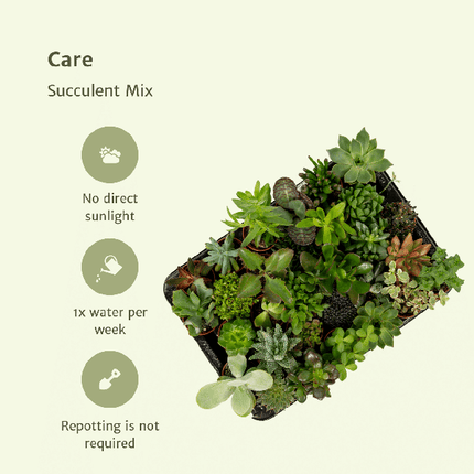 Sukkulenten Mix – 10 Pflanzen – Verschiedene Arten – Aloe Vera, Echeveria, Kalanchoe, Sedum – Zimmerpflanzen im Topf – Ø5,5cm – ↕7cm – pflegeleicht & dekorativ
