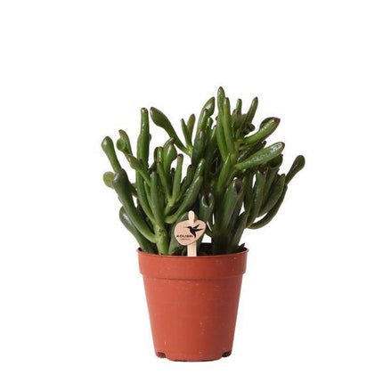 Sukkulente - Crassula Hobbit - Zimmerpflanze - Ø9cmaSukkulente Crassula Hobbit – Robuste Zimmerpflanze – Ø9cm – Kleine, pflegeleichte Grünpflanze für Zuhause und Büro