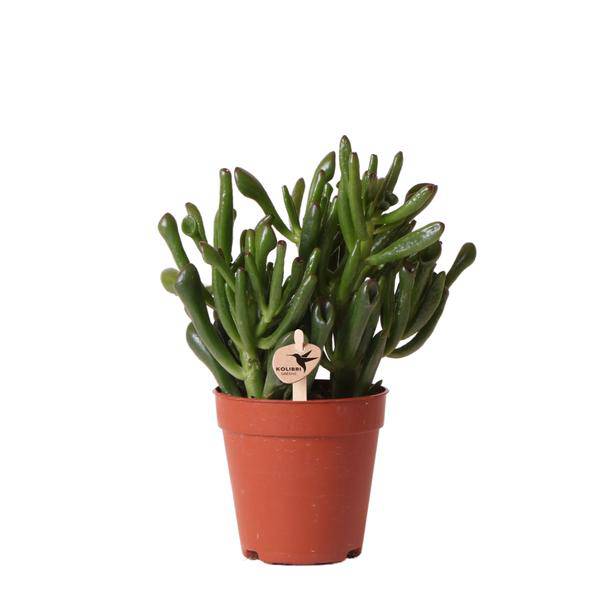 Sukkulente - Crassula Hobbit - Zimmerpflanze - Ø9cmaSukkulente Crassula Hobbit – Robuste Zimmerpflanze – Ø9cm – Kleine, pflegeleichte Grünpflanze für Zuhause und Büro