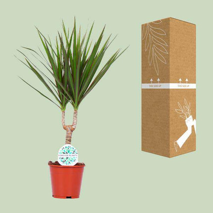 Drachenbaum Dracaena Marginata Zimmerpflanze Ø14cm ↕55cm – pflegeleichte Grünpflanze für Wohnzimmer, Büro & helle Standorte kaufen