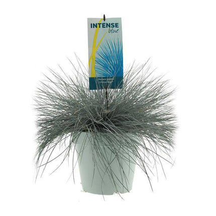 Blau-Schwingel Festuca Glauca Intense Blue – Ø23cm – ↕50cm – Winterharte Zierpflanze mit intensiv blauem Laub – Pflegeleichtes Schwingelgras für Beet, Kübel & Steingarten