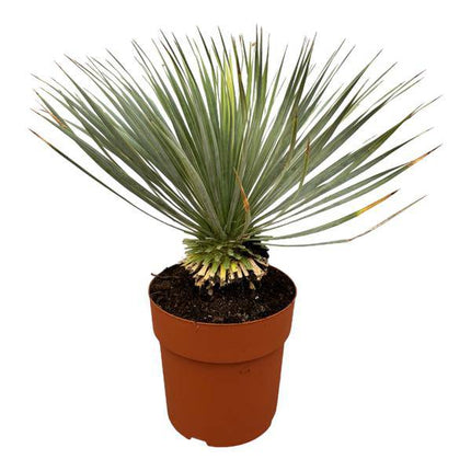 Palmlilie – Yucca Rostrata auf Stiel – ↕70cm – Ø30cm – Exotische Zimmer – & Terrassenpflanze – Pflegeleicht & robust