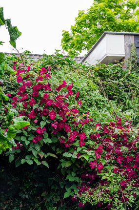 Waldrebe – Clematis Hagley Hybrid – Ø15cm – ca. 65cm hoch – Winterharte Kletterpflanze mit großen rosa – bis purpurfarbenen Blüten