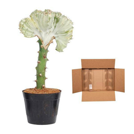 Euphorbia lactea Cristata Weiß – Korallen-Wolfsmilch – Zimmerpflanze ca. 35cm – ø12cm – Exotische Sukkulente in Korallenform – Pflegeleichte Kaktuspflanze für sonnige Standorte