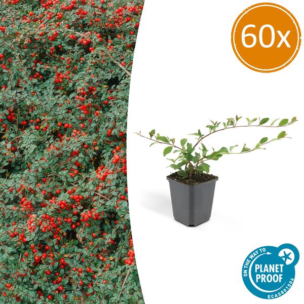 Teppichmispel Cotoneaster dammeri 'Major' – 60 Pflanzen – ↕25cm – Ø9cm – Bodendecker – Winterhart & pflegeleicht – Sonne & Halbschatten