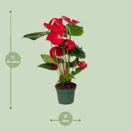 Flamingoblume (Anthurium Andreanum Grp Nevada) Zimmerpflanze Ø12cm ↕40cm – pflegeleichte Grünpflanze für Wohnzimmer, Büro & helle Standorte
