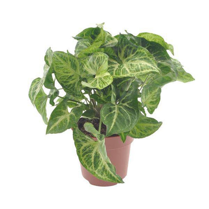 Purpurtute Syngonium Arrow – Ø12cm – ↕25cm – Pflegeleichte Zimmerpflanze mit pfeilförmigem Laub – Grünpflanze für Wohnzimmer, Büro & Pflanzgefäße