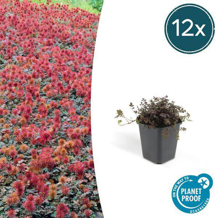 Braunrotes Stachelnüsschen – Acaena microphylla 'Kupferteppich' – Bodendecker – ↕10-25cm – Ø9cm – 12 Pflanzen